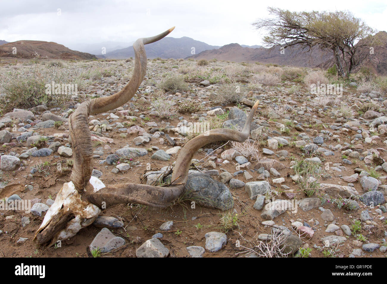 wild Kudù skull ( Tragelaphus strepsiceros ) in the desert near to the Orange River, Namibia. Stock Photo