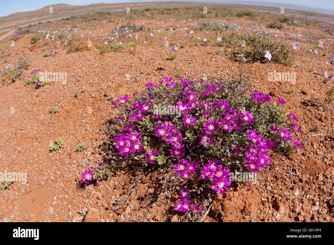 Desert blooms: pink flowers after heavy rainfall in the Karoo desert, Namaqualand, South Africa Stock Photo