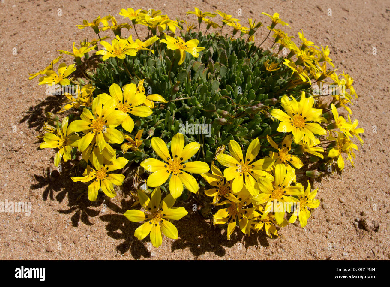Desert blooms: Gazania lichtensteinii in the karoo desert after heavy rainfall, Namaqualand, South Africa. Stock Photo