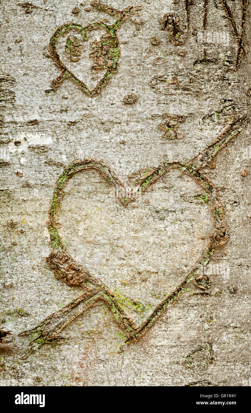 Close up view of heart shape carved in the tree bark. Stock Photo