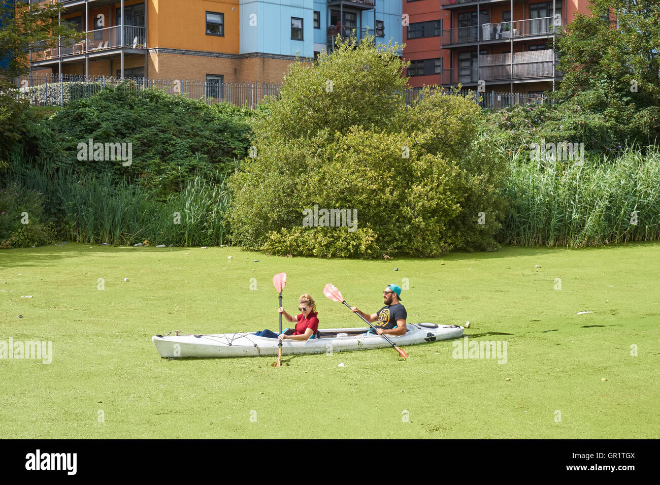 People kayaking through common duckweed on the River Lea near Bow, London England United Kingdom UK Stock Photo