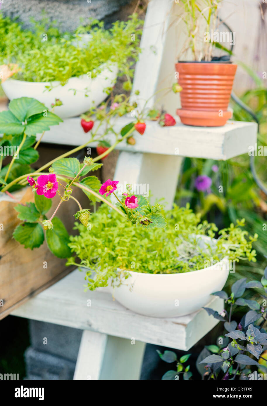 Image of rustic garden plant stand Stock Photo Alamy