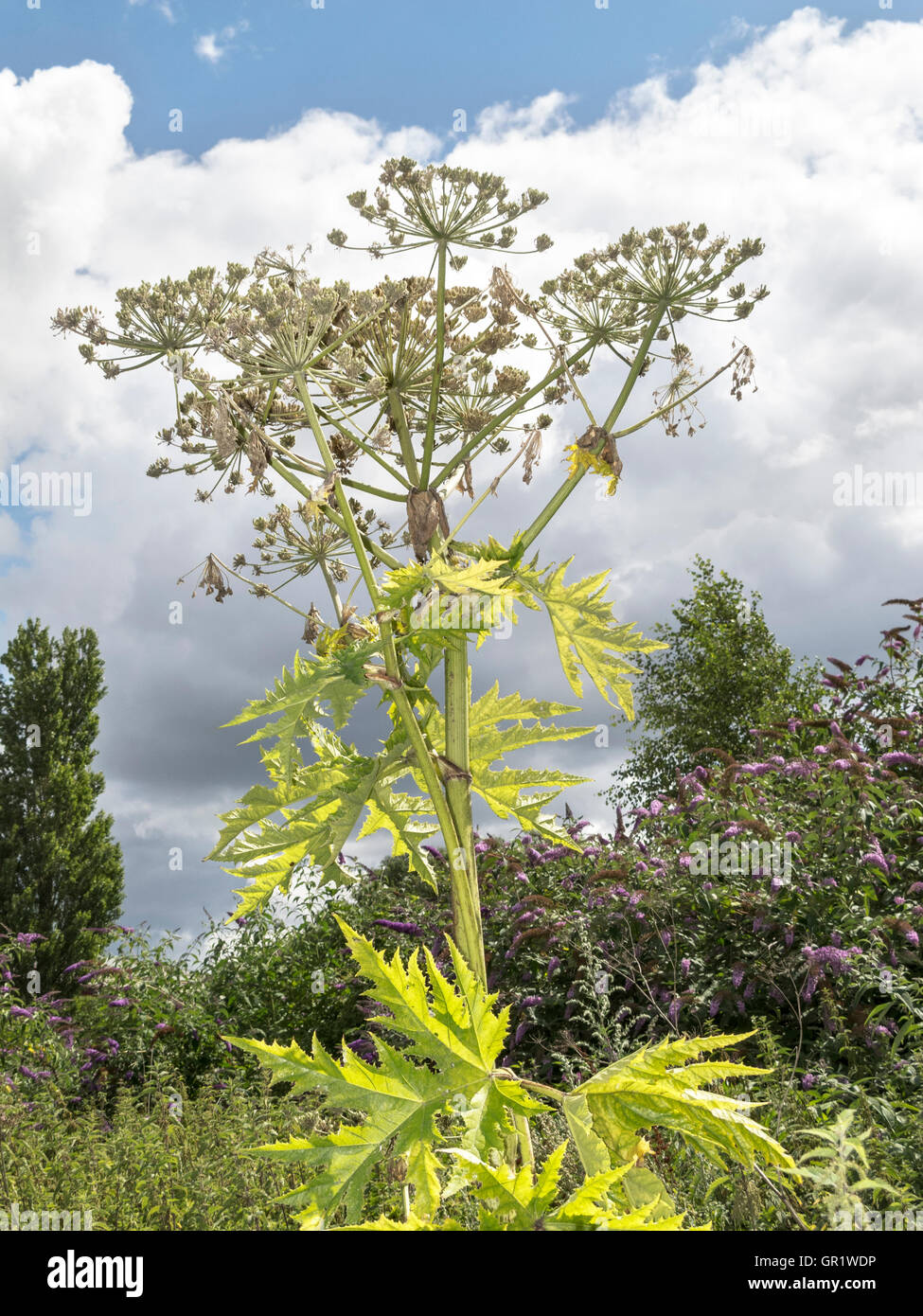 Giant Hog weed (Heracleum mantegazzianum) growing along the banks of the River Aire, Leeds. Stock Photo