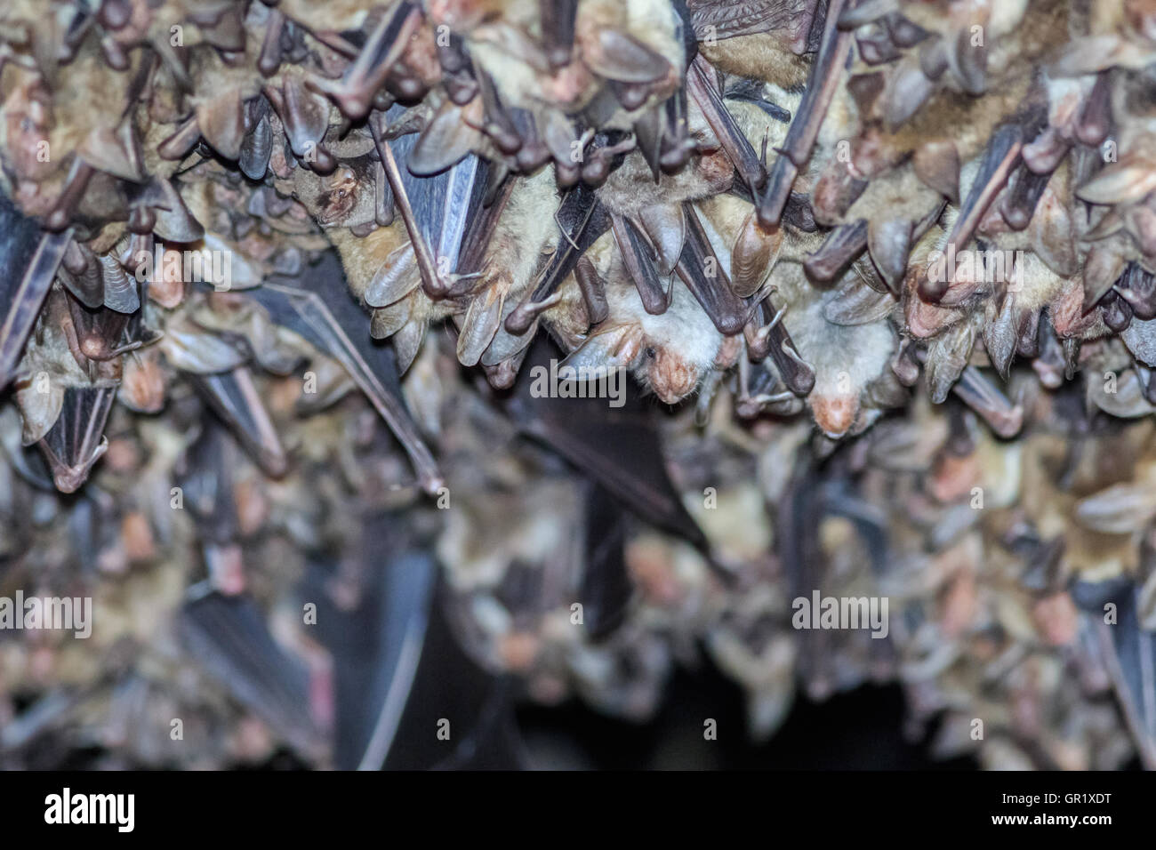 Groups of sleeping bats in cave Stock Photo Alamy