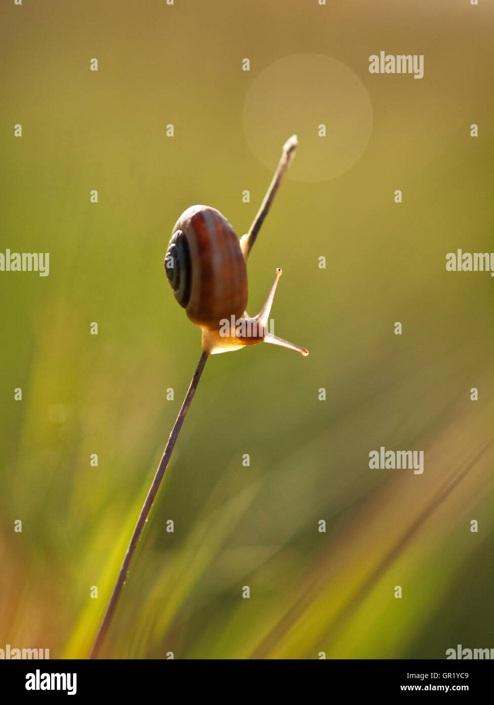 Banded Scrubsnail standing on a grass blade and warming up with the morning light. Stock Photo