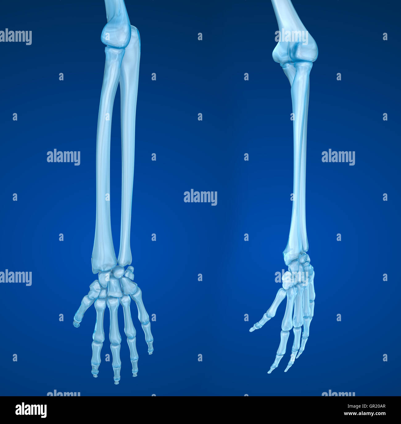 Human hand anatomy. Medically accurate 3D illustration Stock Photo Alamy