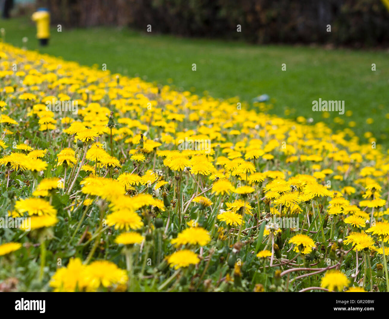A ditch of dandelion flowers with hydrant. The edge of an Ottawa roadway thick with blooming yellow dandelion flowers. Stock Photo