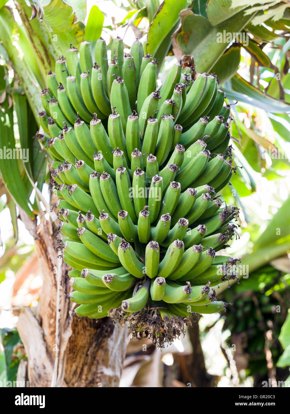 Unripe Bananas hanging from the tree. A large hand of small bananas