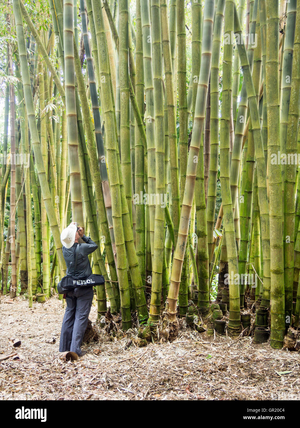 Photographing Giant Bamboo. A photographer stands below and photographs
