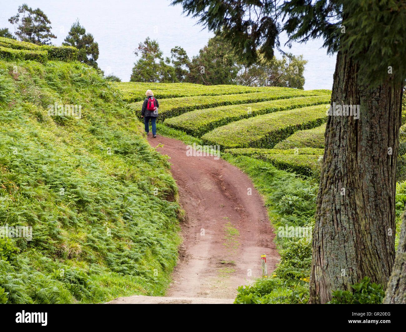 Walking the Tea Plantation. A lone woman walks along a plantation road through the green of the rows of tea bushes. Stock Photo