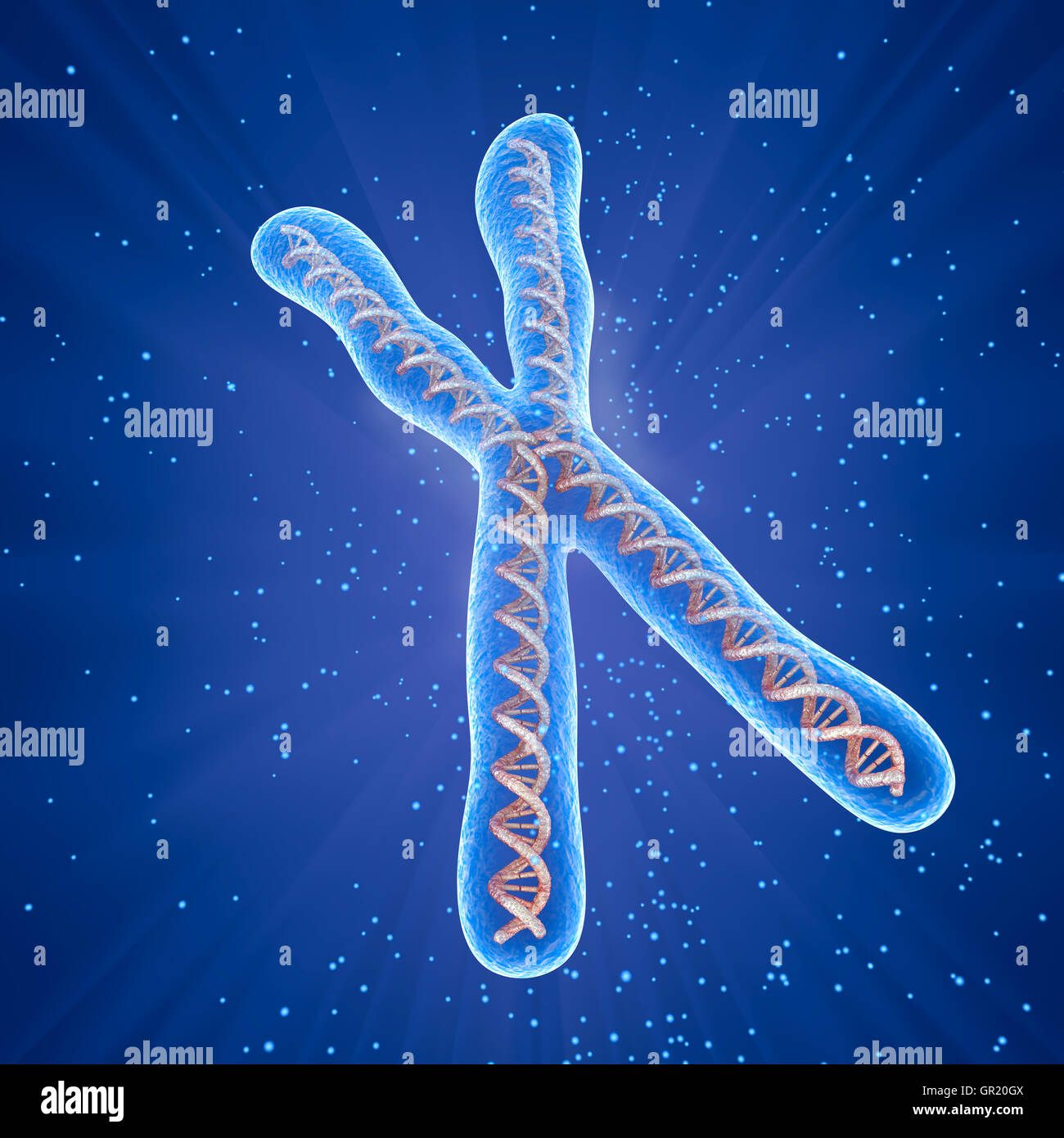 Chromosome molecule concept, Medical accurate 3D illustration Stock Photo