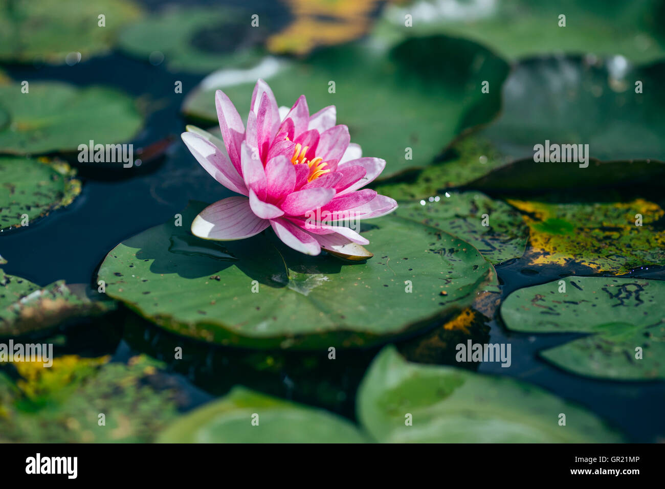 Water lily flower Stock Photo Alamy