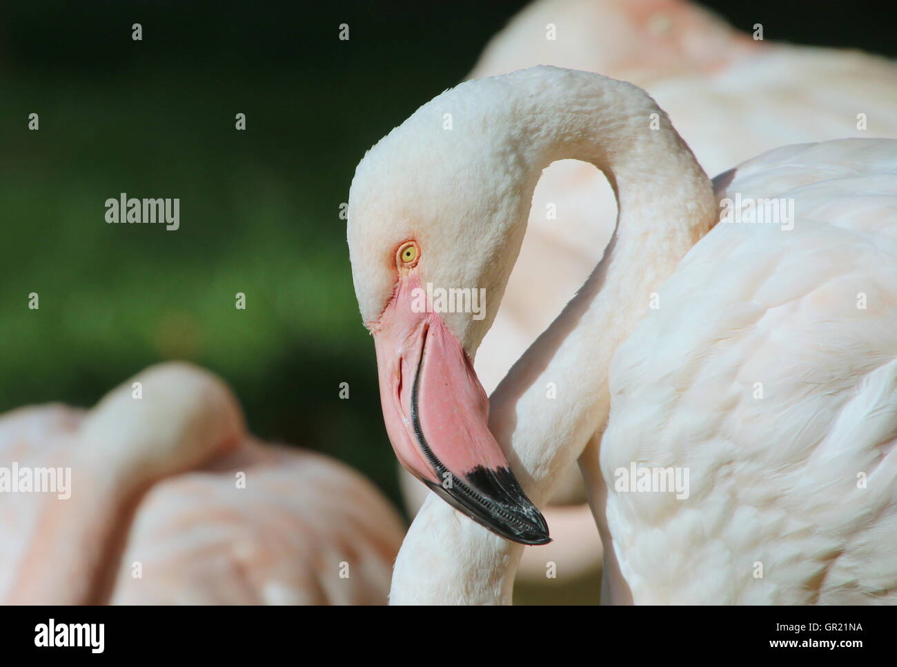 European Greater Flamingo (Phoenicopterus roseus) portrait Stock Photo