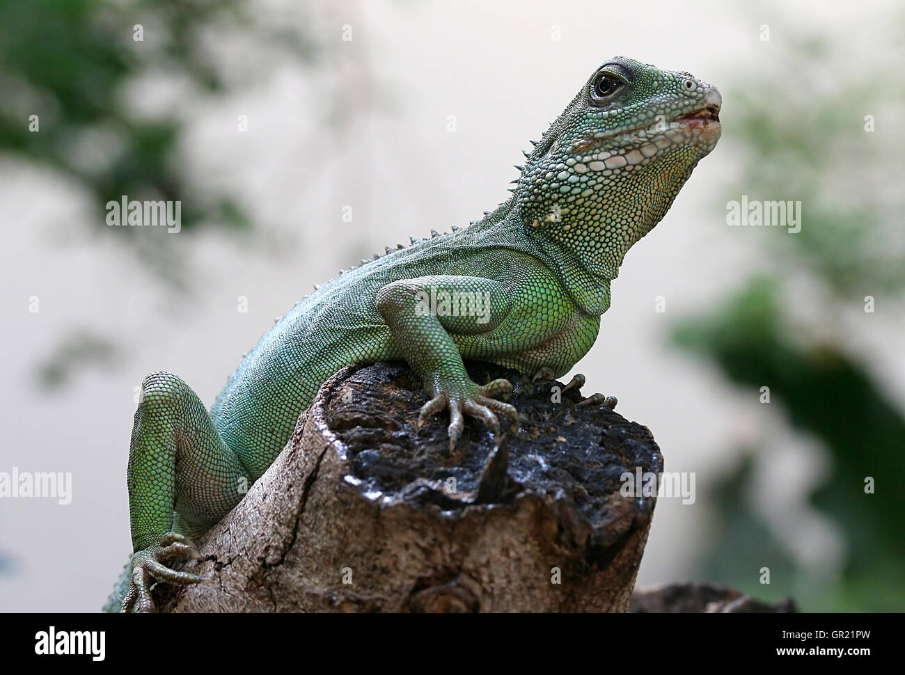Chinese or Asian Green Water Dragon (Physignathus cocincinus) posing on a tree stump Stock Photo