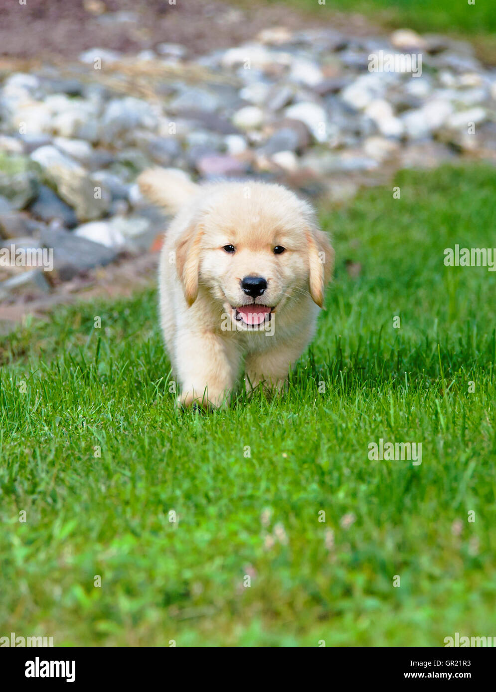 Eight week old Golden Retriever puppy running on the grass Stock Photo