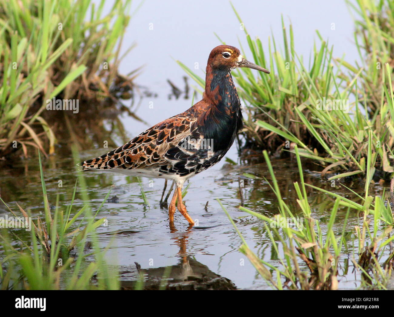Adult male European Ruff (Calidris pugnax) in breeding plumage Stock ...