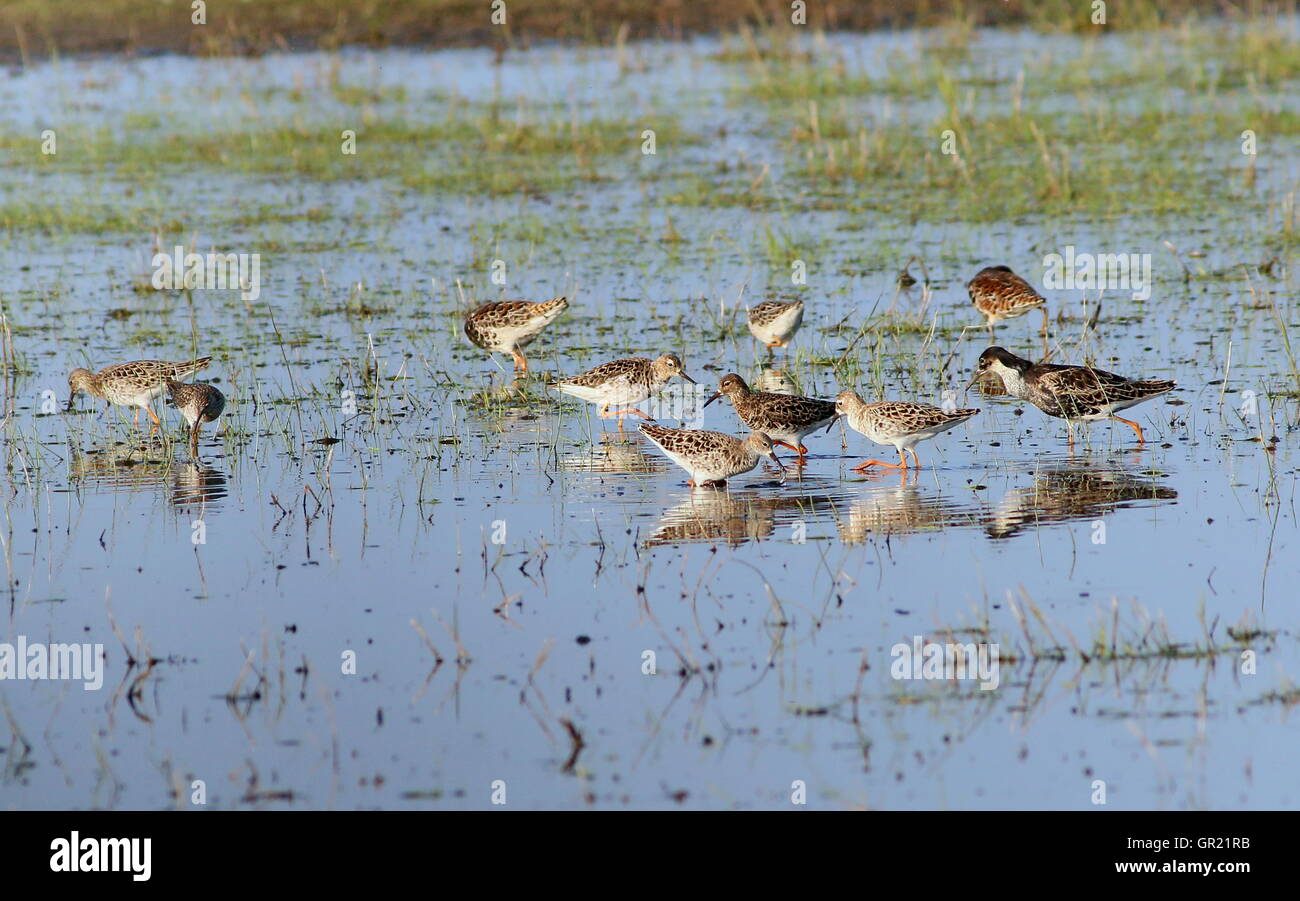 Group of foraging  male and female European Ruffs (Calidris pugnax)  in spring Stock Photo