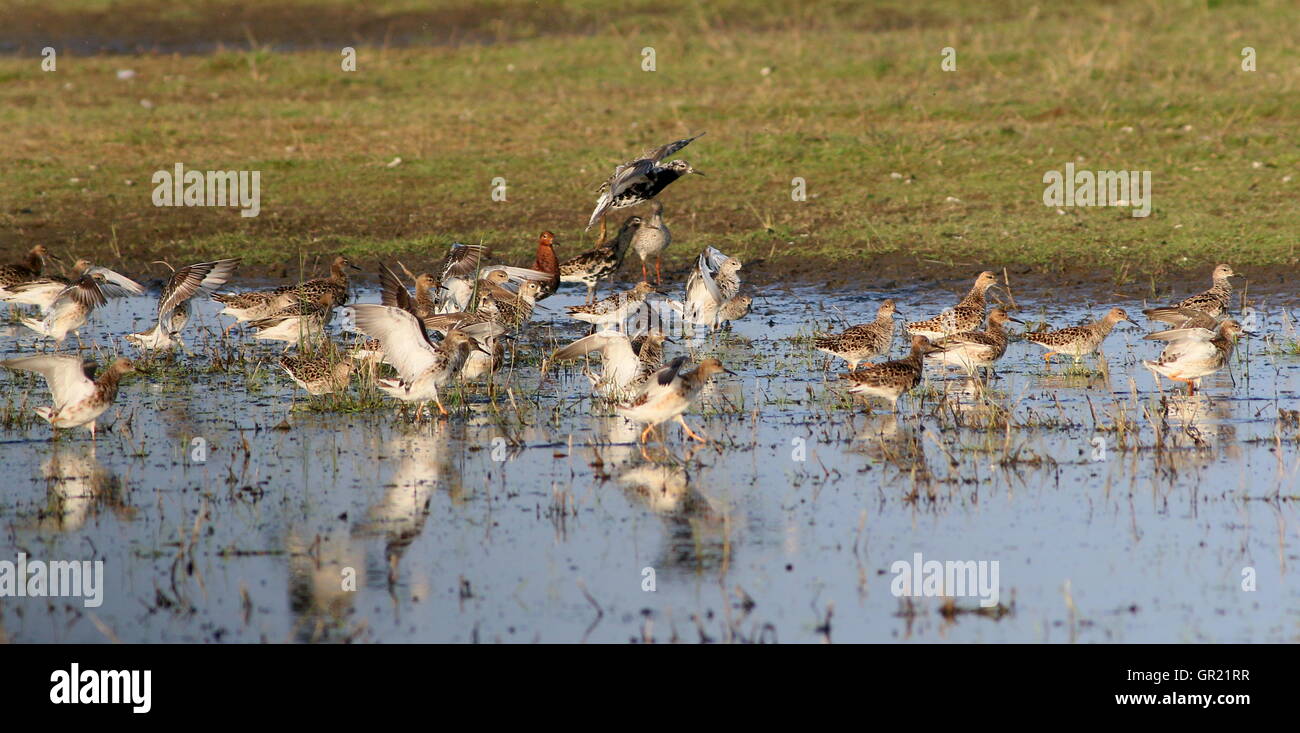 Large group of male and female European Ruffs (Philomachus pugnax) foraging Stock Photo