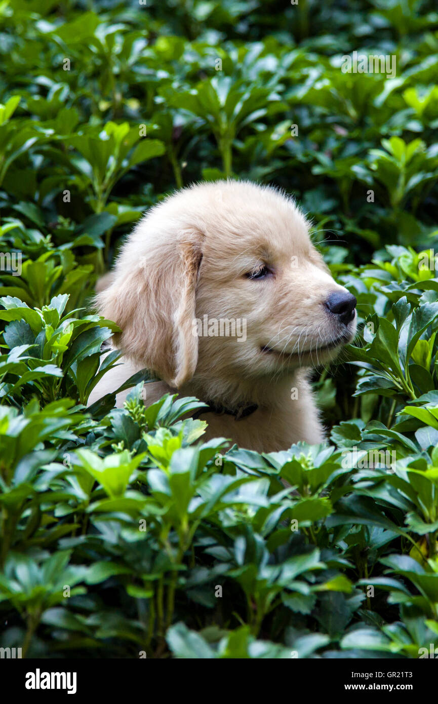 Eight week old Golden Retriever puppy playing in a pachysandra garden Stock Photo