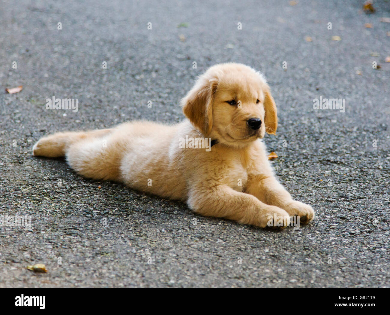 Eight week old Golden Retriever puppy lying in a driveway. Stock Photo
