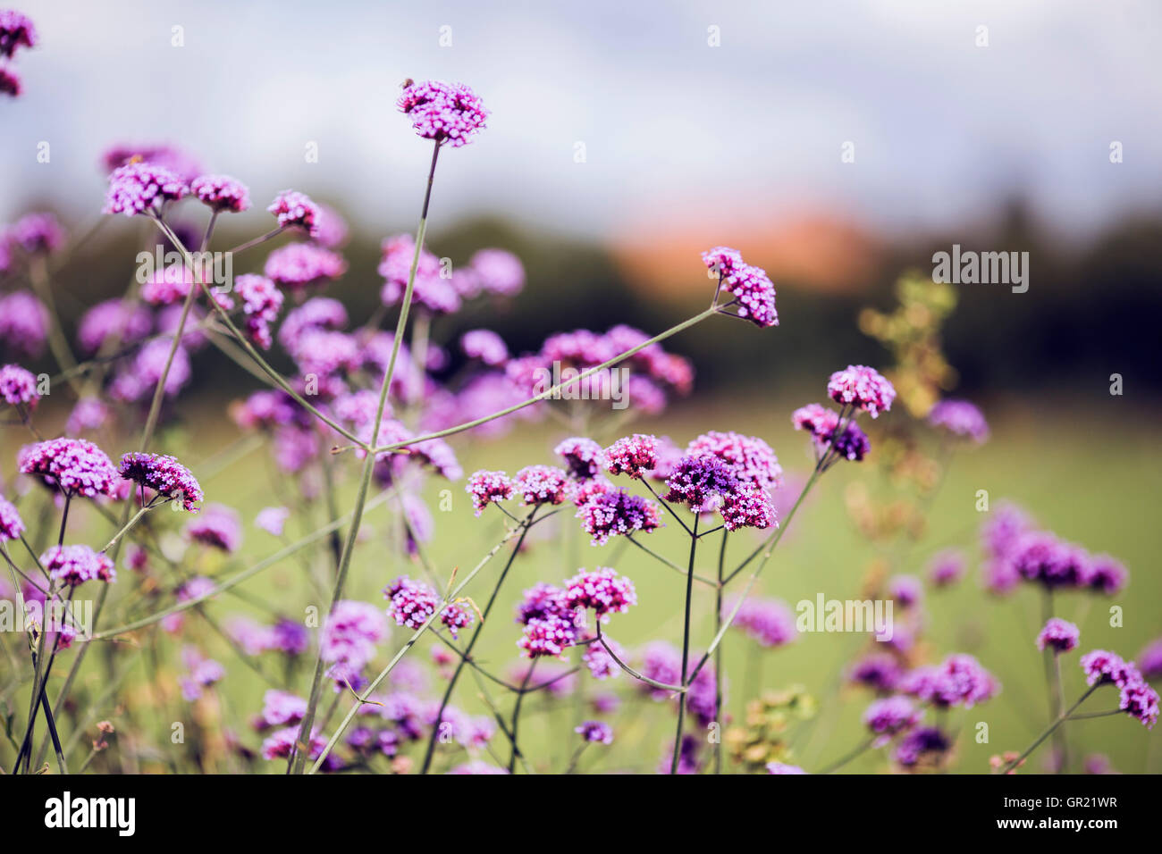 Purple flowers in the garden Stock Photo - Alamy