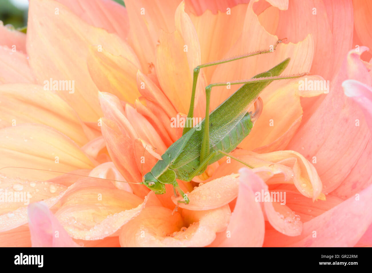 A quiet-calling katydid on an orange dahlia flower. Stock Photo
