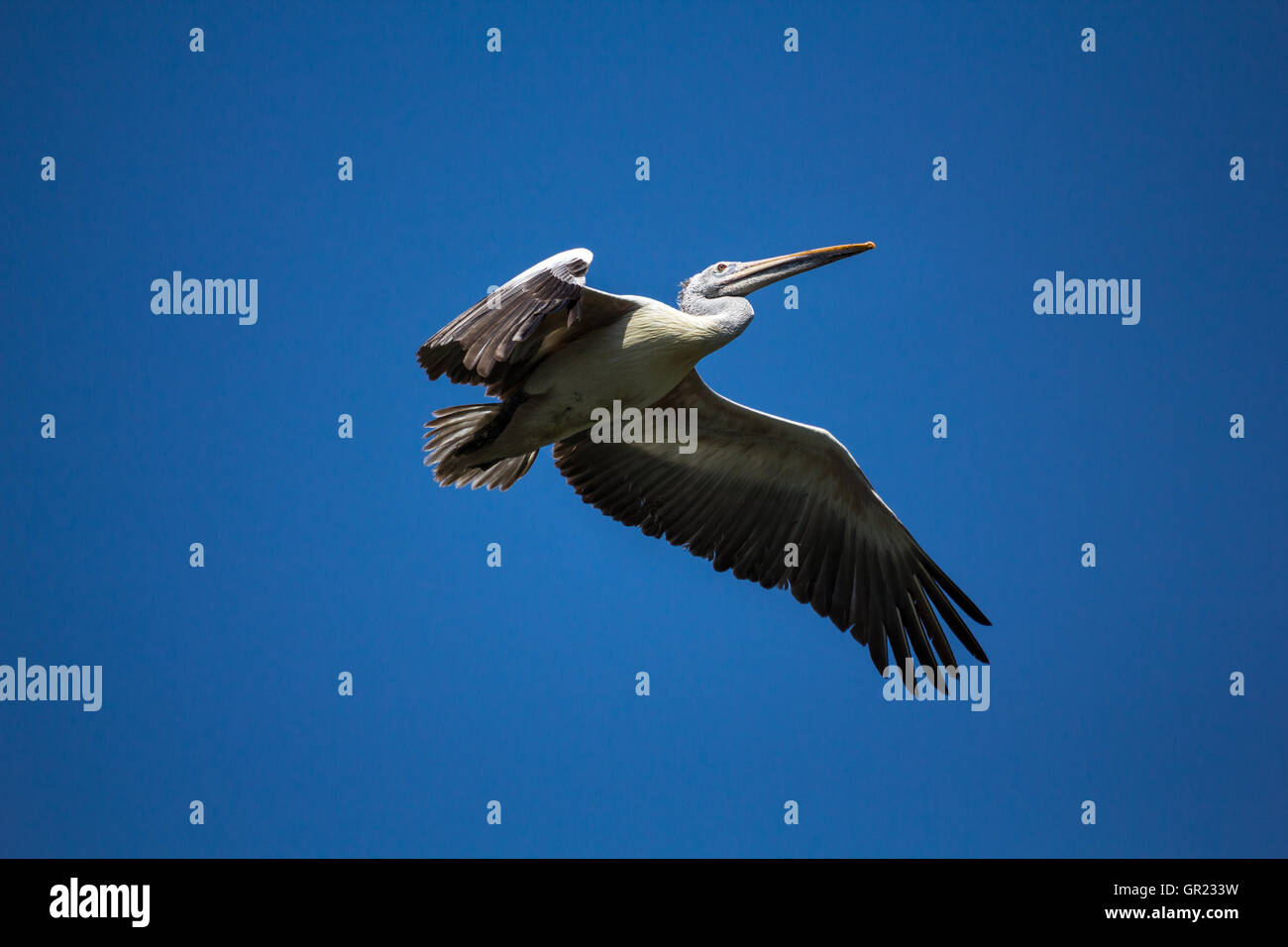 Flying Pelican in blue sky. Stock Photo