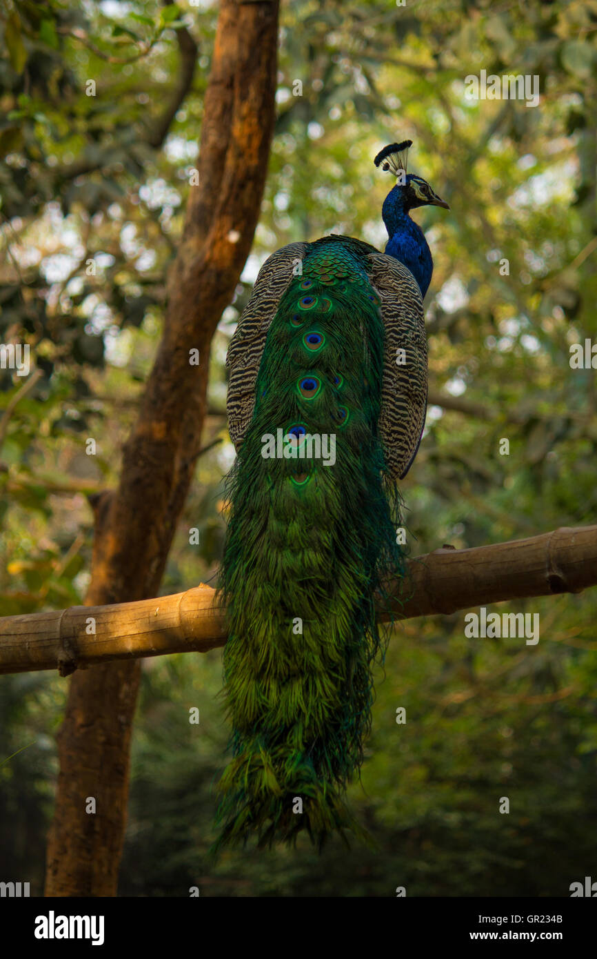 Indian peacock plumage hi-res stock photography and images - Alamy