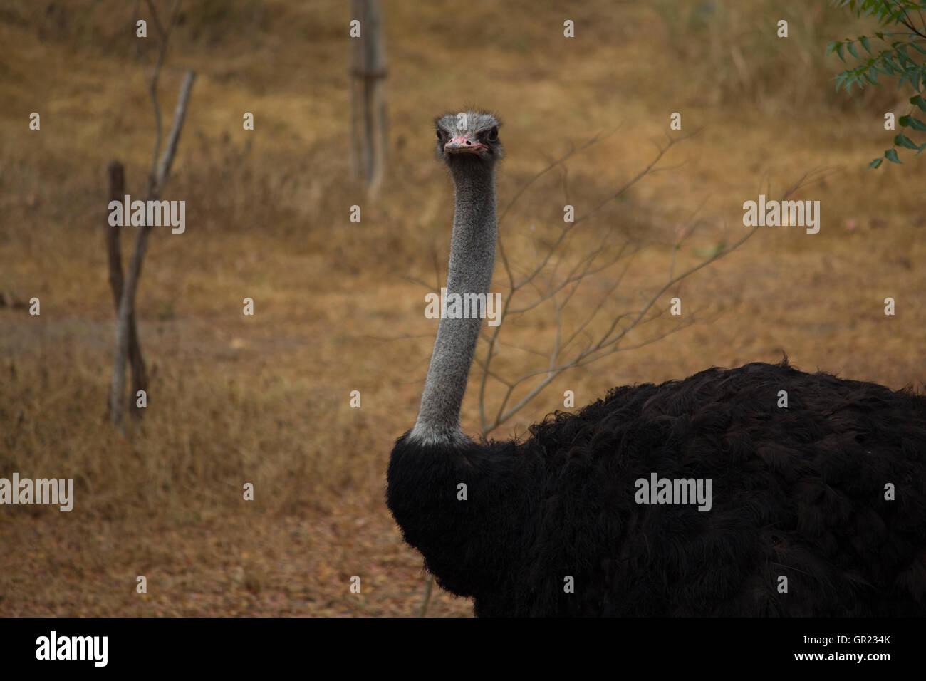 Close Up Of Head and Neck of an Ostrich - Struthio camelus Stock Photo