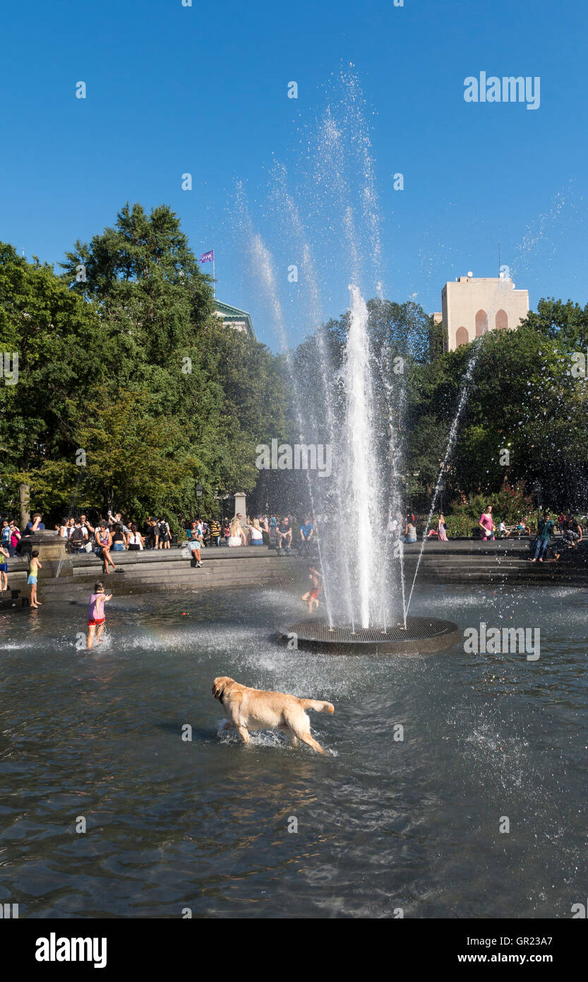 Golden labrador retriever dog cooling off in the water fountain in