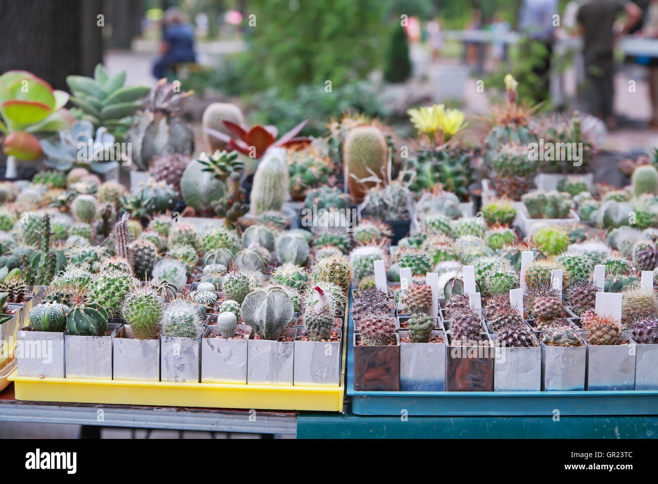 Different cactuses in pots outdoors Stock Photo
