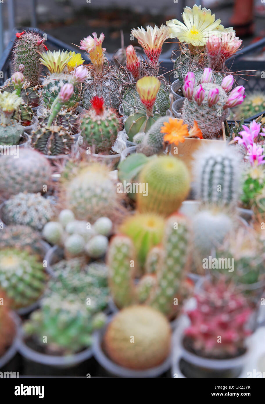 Different kinds of cactus hi-res stock photography and images - Alamy