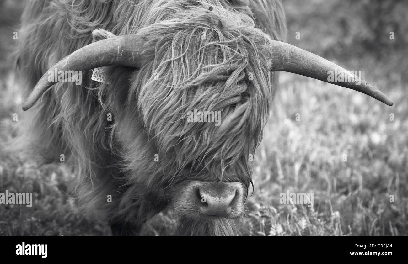 Scottish cow in Lewis isle. Hebrides. UK. Horizontal Stock Photo