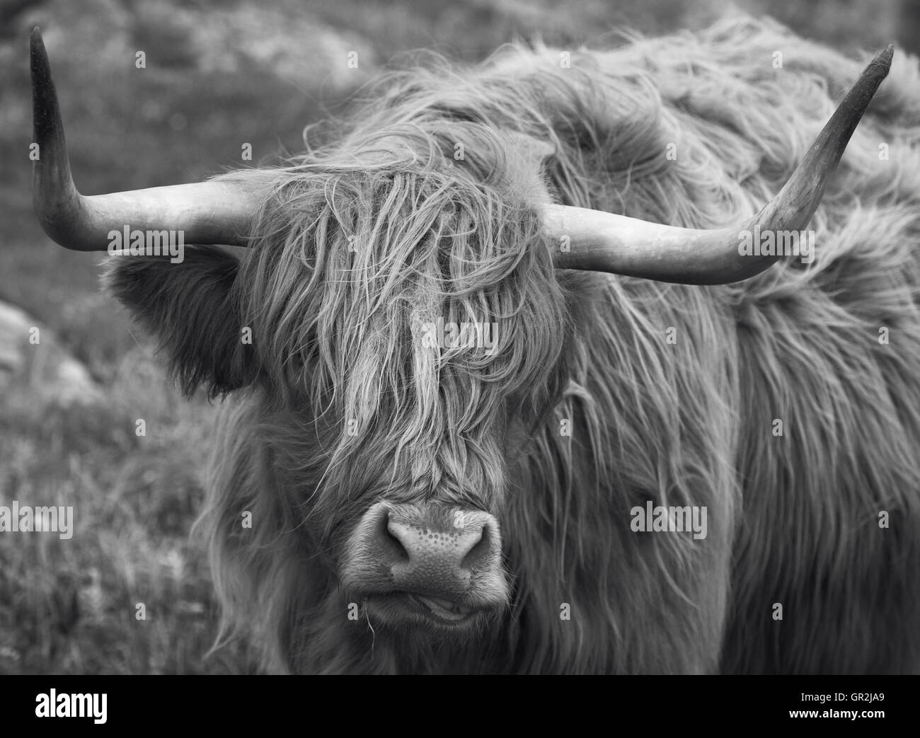 Scottish cow in Lewis isle. Hebrides. UK. Horizontal Stock Photo