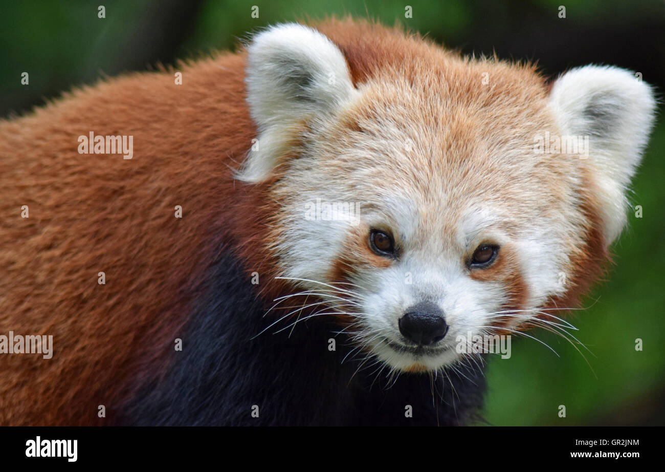 Red Panda - Highland Wildlife Park Stock Photo