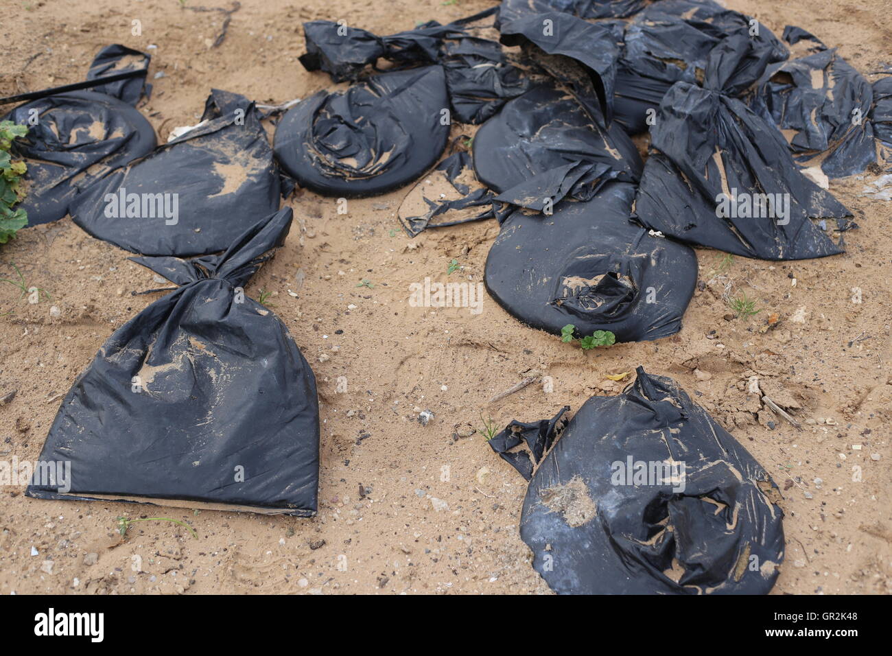 Plastic bags filled with ground in a cultivated field: A pile of  black plastic bags filled with ground in farmland closeup. Agricultural plastic usag. Stock Photo