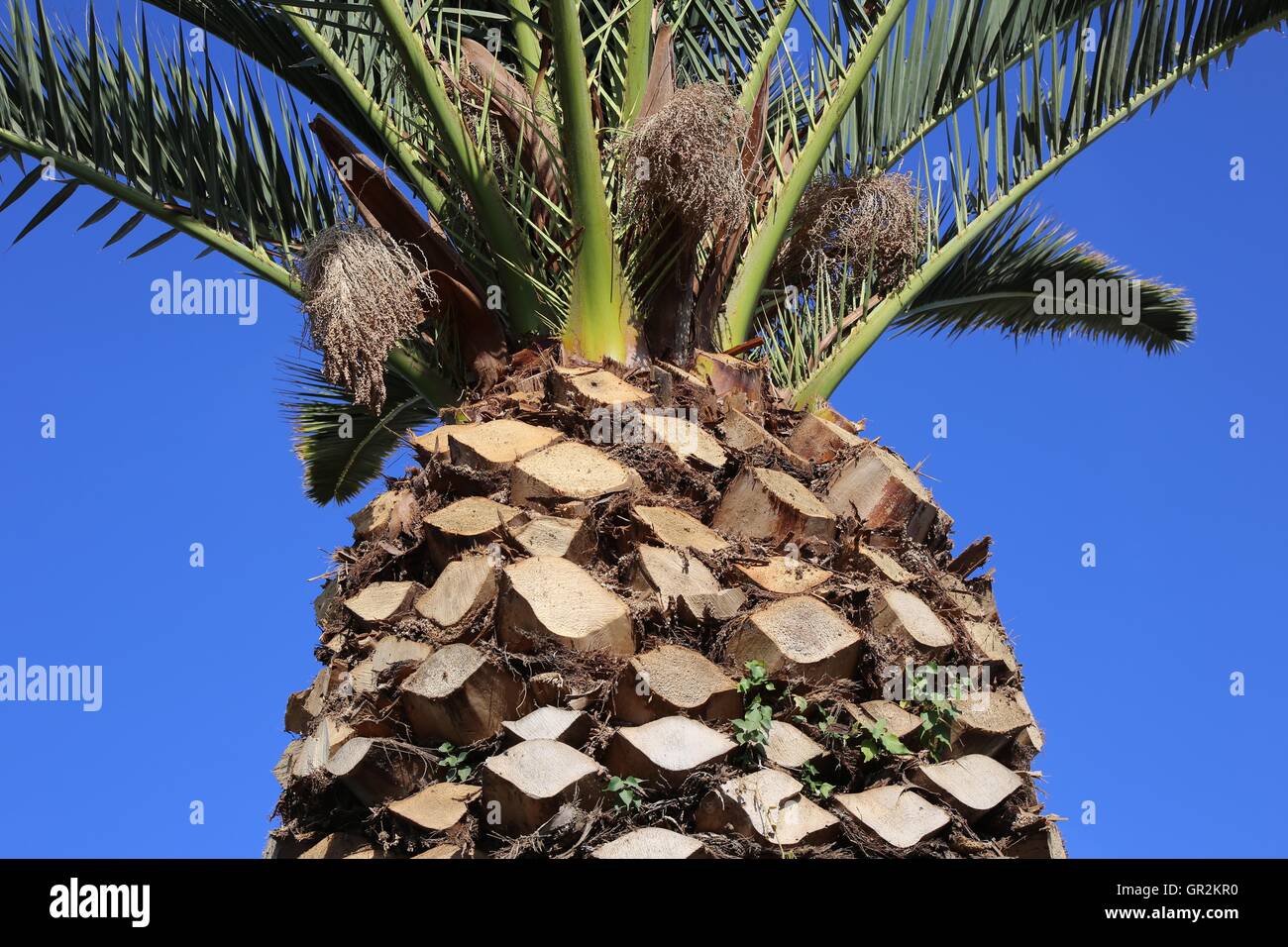 Trimmed Tree. Trimmed Palm tree with green fresh palm leaves treetop and brown stem with cut Palm fronds - indicative of the preparations for Sukkot Stock Photo