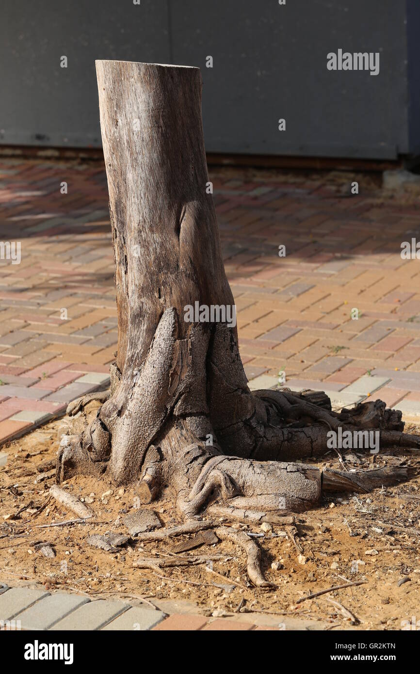 Cut Off Tree Trunk. Chopped tree stands upright in the yard. Stock Photo
