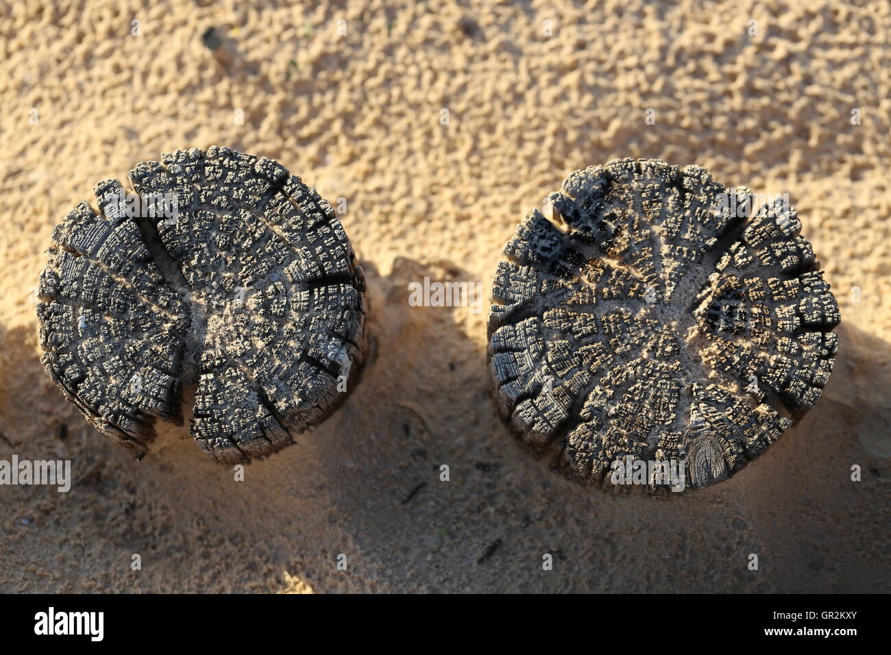 Wooden Posts on the Beach. Two wooden posts in a sandy coast, top view. Stock Photo