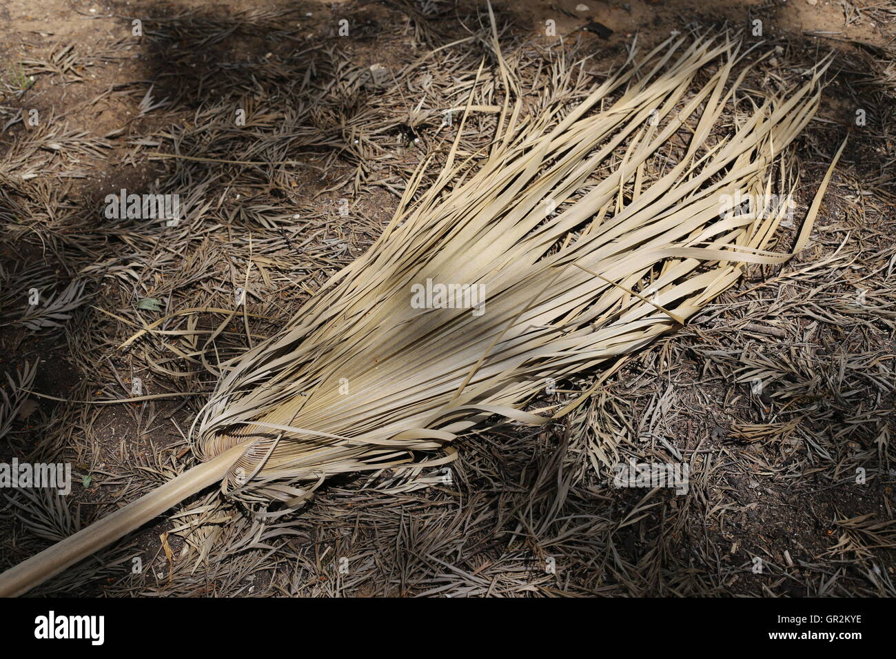 Dry palm tree branch. Dry Branch of Palm tree on a bed of dried leaves. Stock Photo