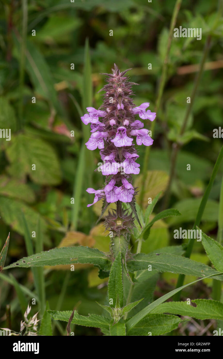 A common plant of pond edges and damp ground Stock Photo Alamy
