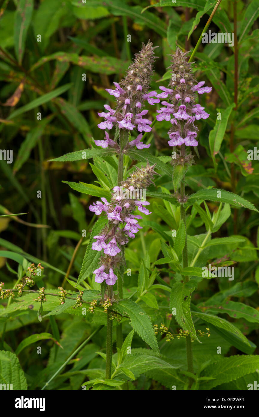 A common plant of pond edges and damp ground Stock Photo Alamy