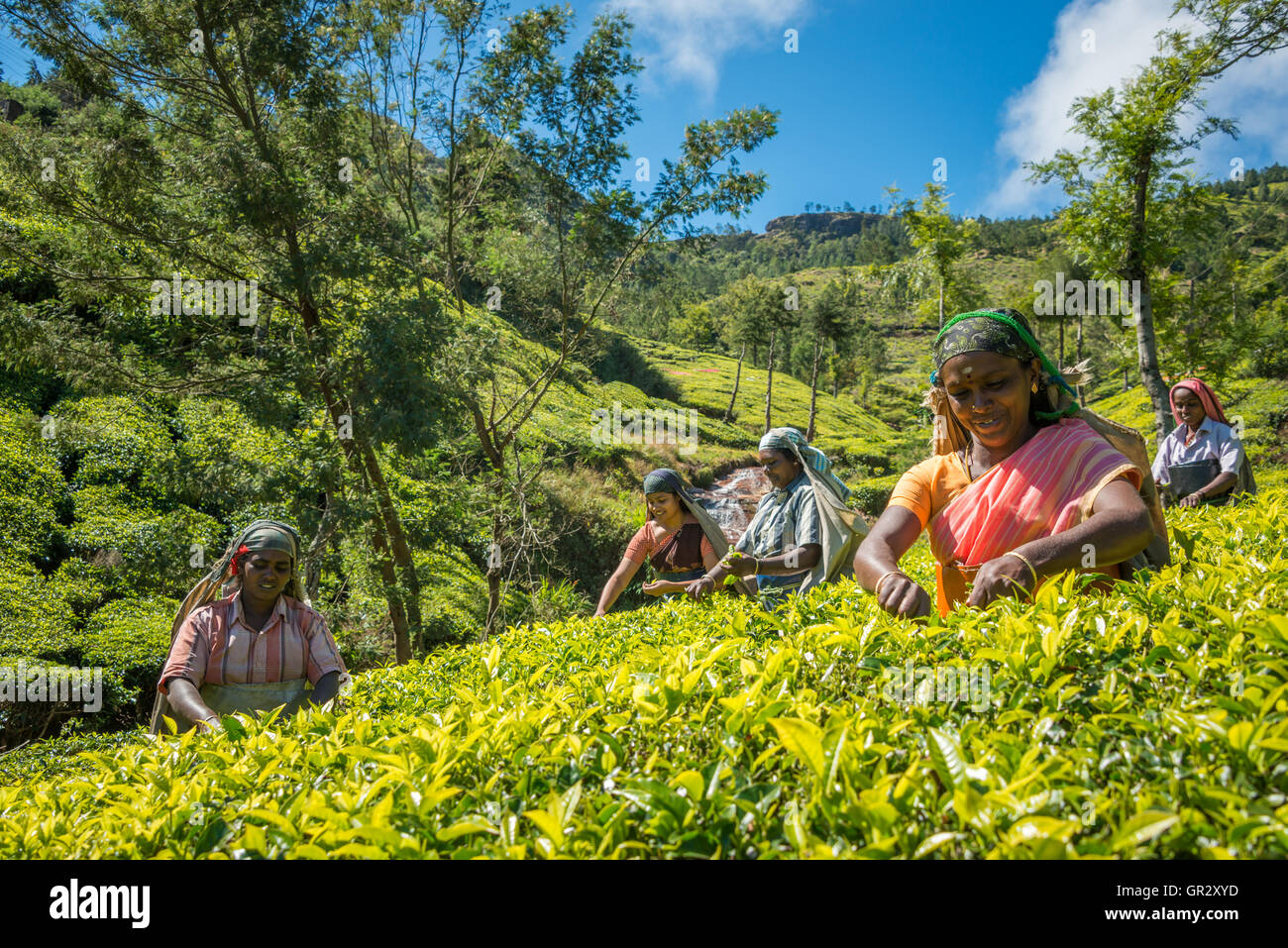Tea picking at the Kolukkumalai Tea Estate, Tamil Nadu, India Stock