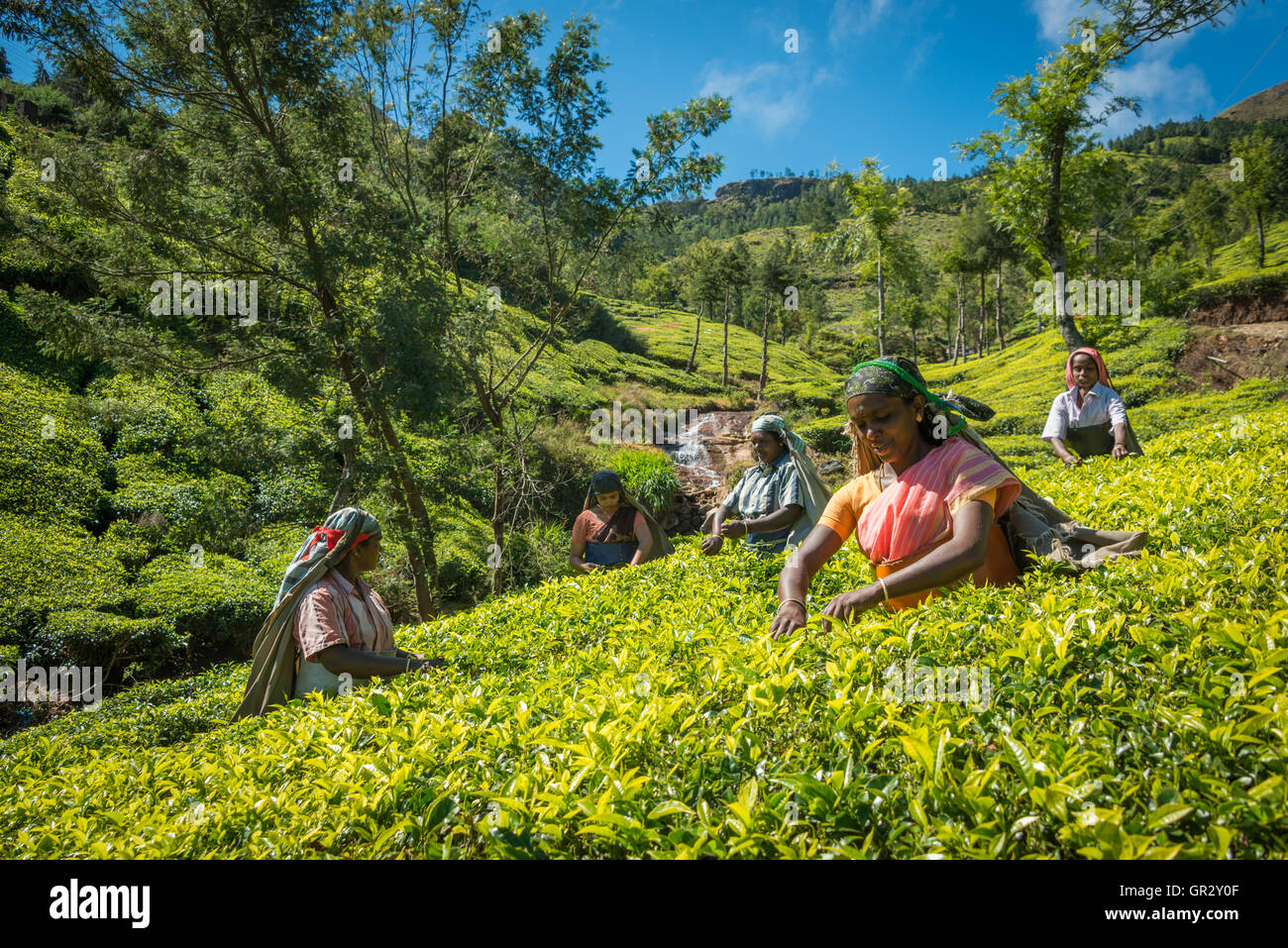 Tea picking at the Kolukkumalai Tea Estate, Tamil Nadu, India Stock