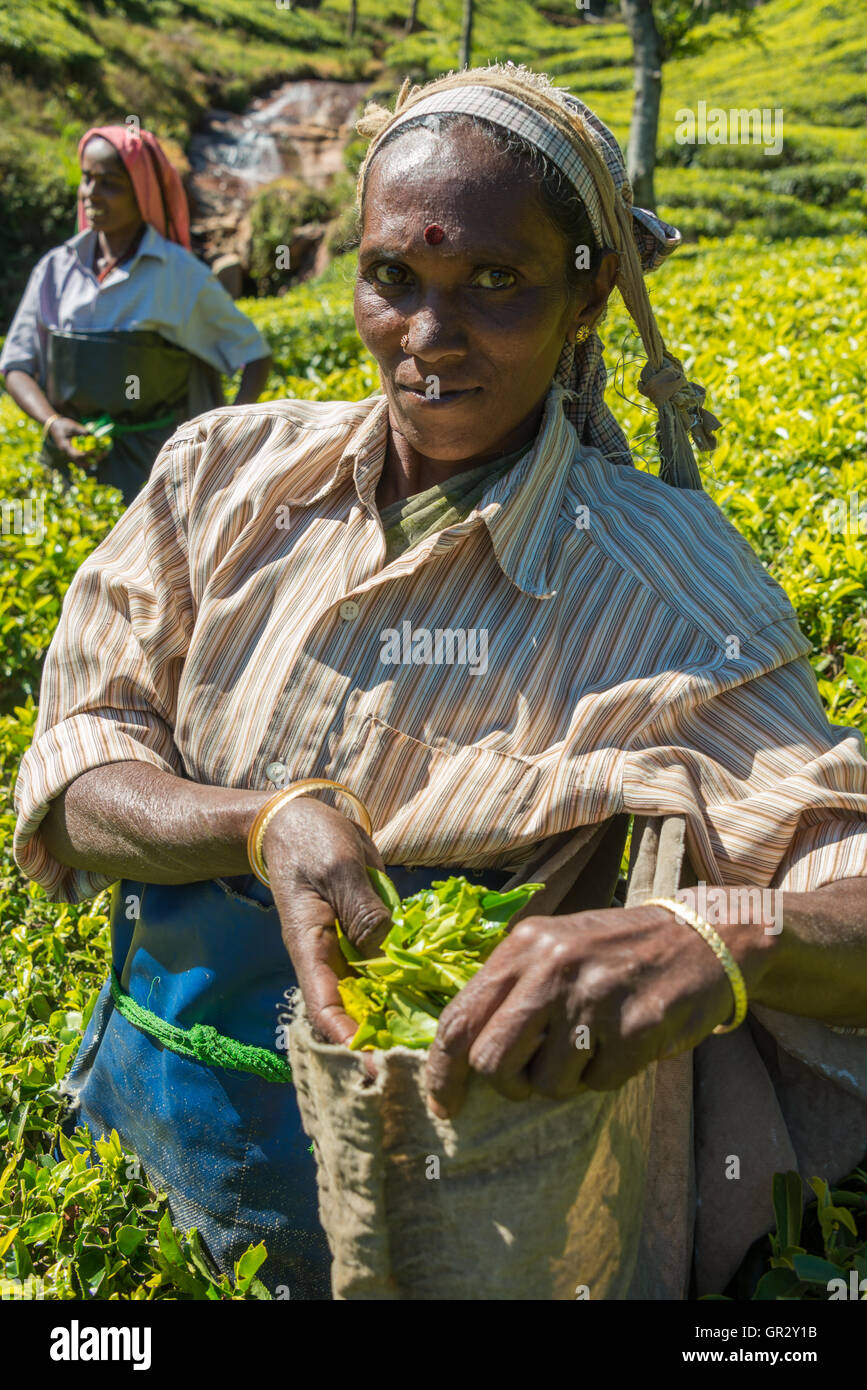 Tea picking at the Kolukkumalai Tea Estate, Tamil Nadu, India Stock