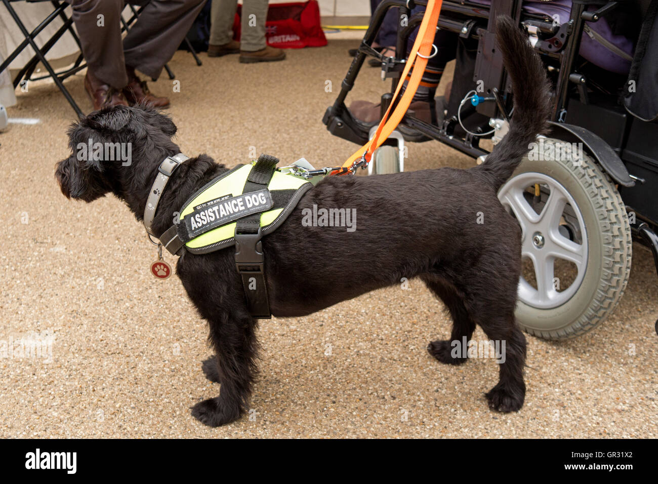An assistance dog for the disabled. Stock Photo