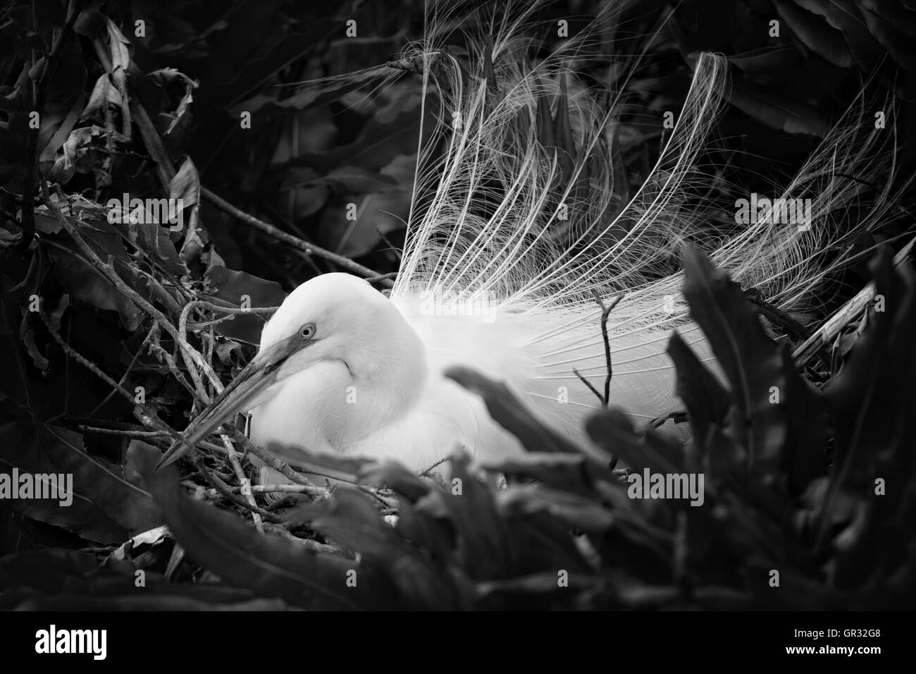 A White Egret Sits in Her Beauty on her nest of ferns with aigrettes draped all around in this black and white version. Stock Photo