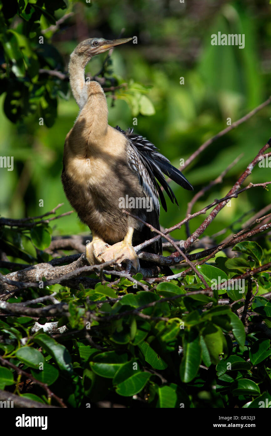A young female anhinga perches amid green leaves of its nesting colony in a demure pose. Stock Photo