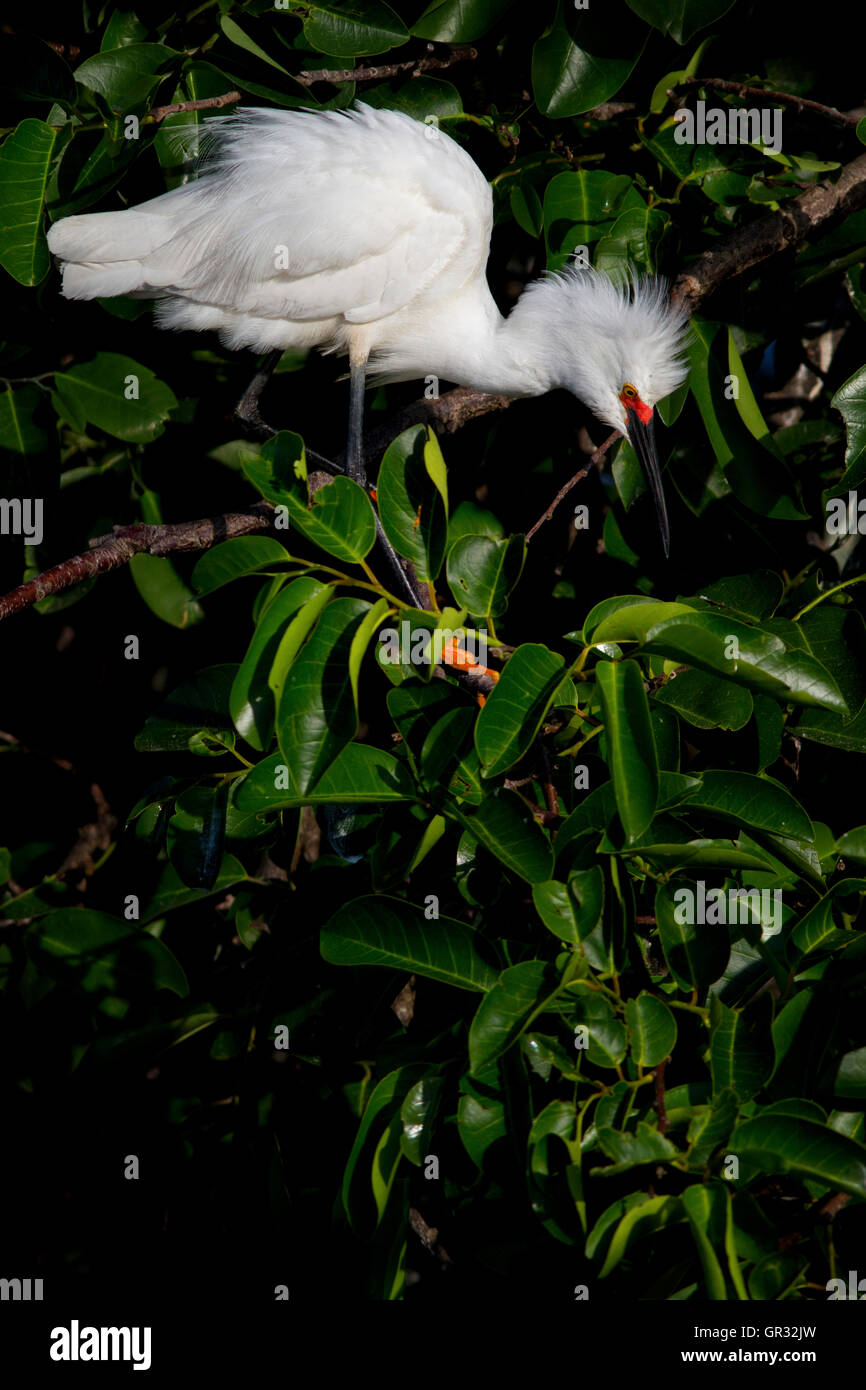 Snowy Egret in Breeding Colors with brilliant red lore curiously looks down through the lush green pond apple leaves. Stock Photo