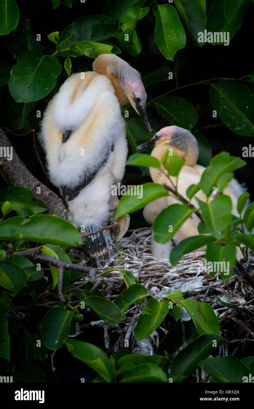 The backside of this anhinga chick drapes much like a fur stole as it communicates with its sibling in the nest. Stock Photo